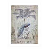 Peacock Jungle (Print Only) thumbnail
