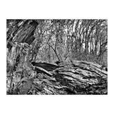 Rotten wood (Print Only) thumbnail