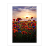 Poppiesfield at Sunrise (Print Only) thumbnail