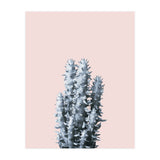 Cactus collection BL-III (Print Only) thumbnail