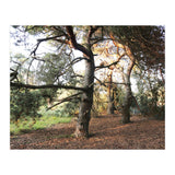 Pine Trees (Print Only) thumbnail