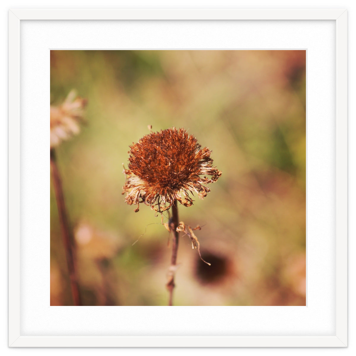 dried daisy