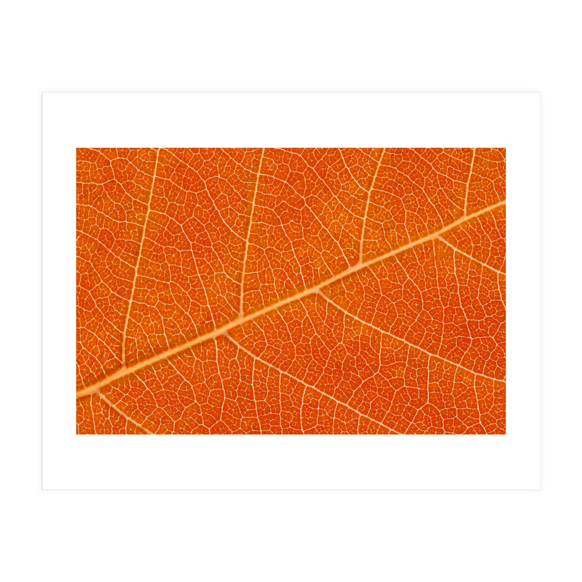 Autumn Leaf (Print Only)