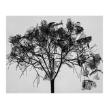 Hydrangea flower head (Print Only) thumbnail