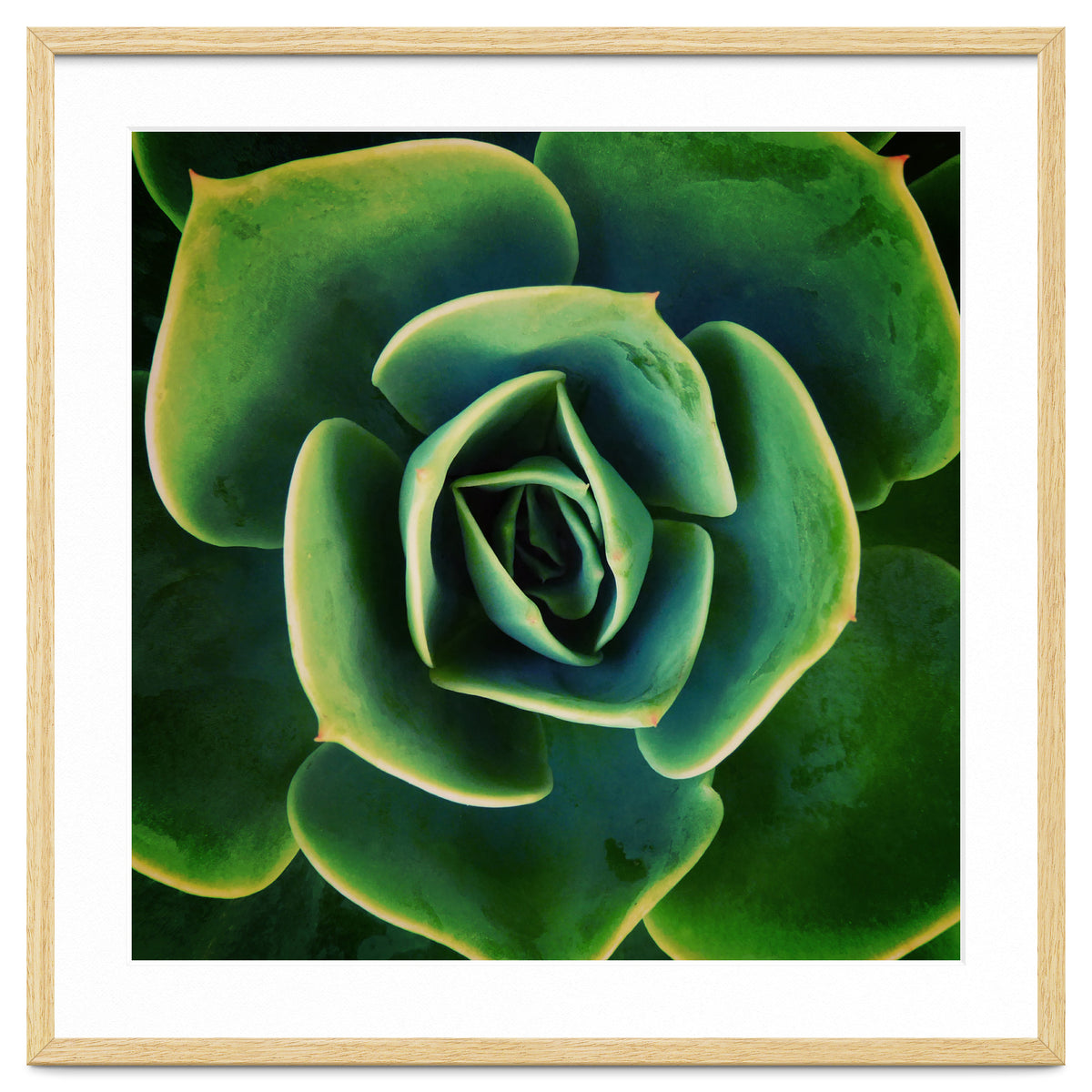 DARKSIDE OF SUCCULENTS XIII