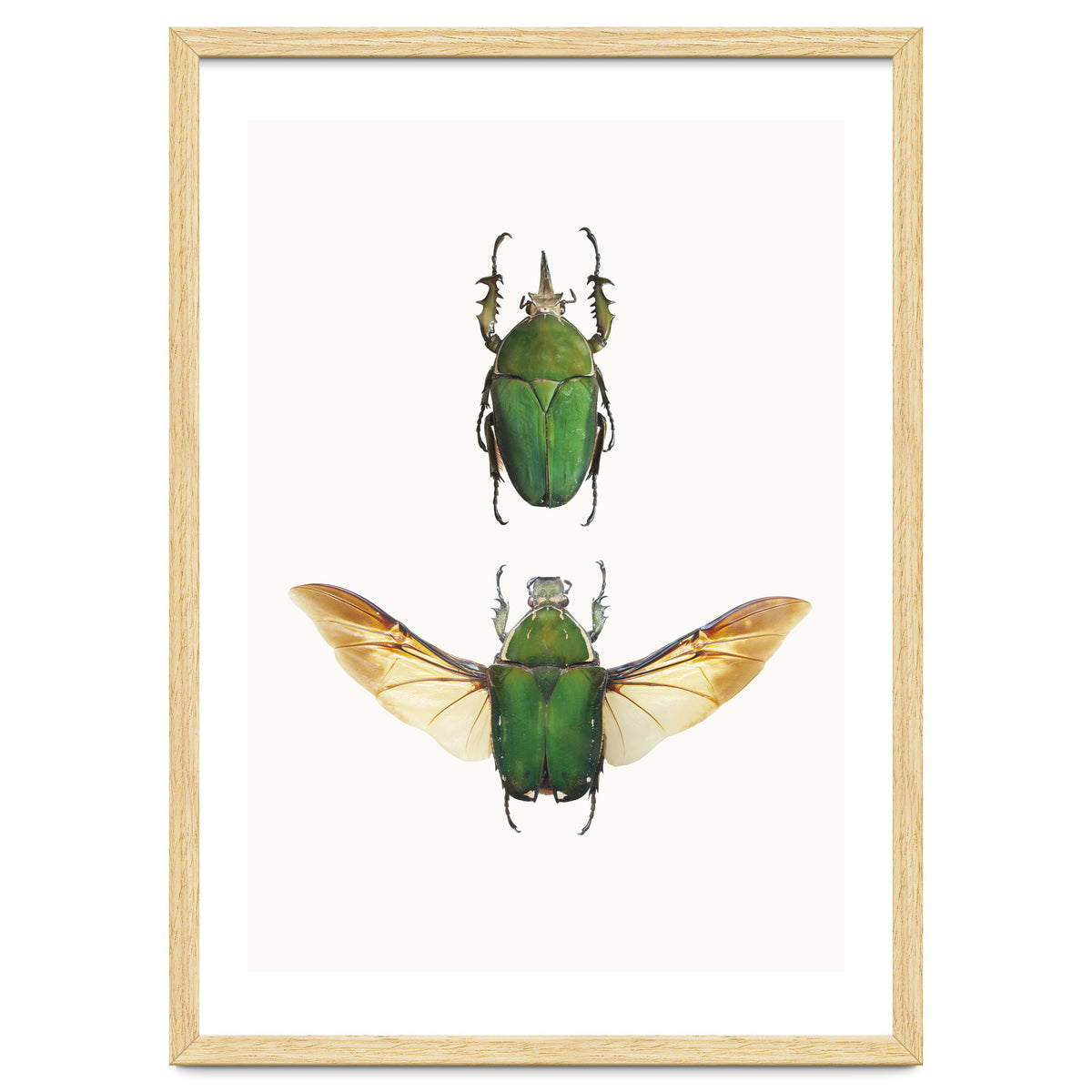 Cc Insects 02