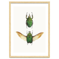 Cc Insects 02