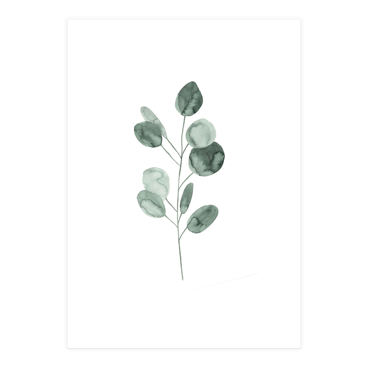 Botanical Illustration Eukalyptus2 (Print Only)