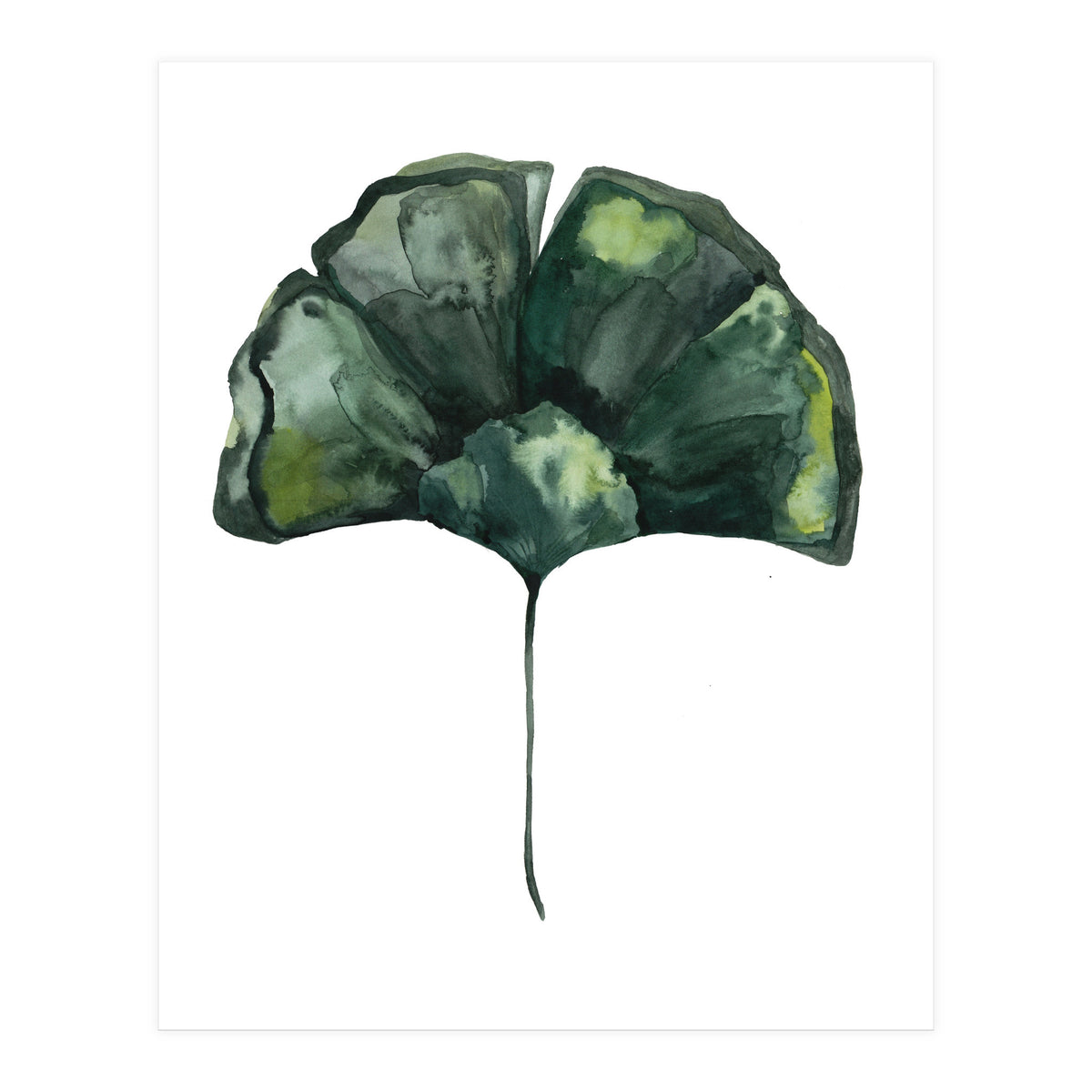 Botanical Illustration Ginko (Print Only)