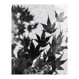 Leaves #2 (Print Only) thumbnail