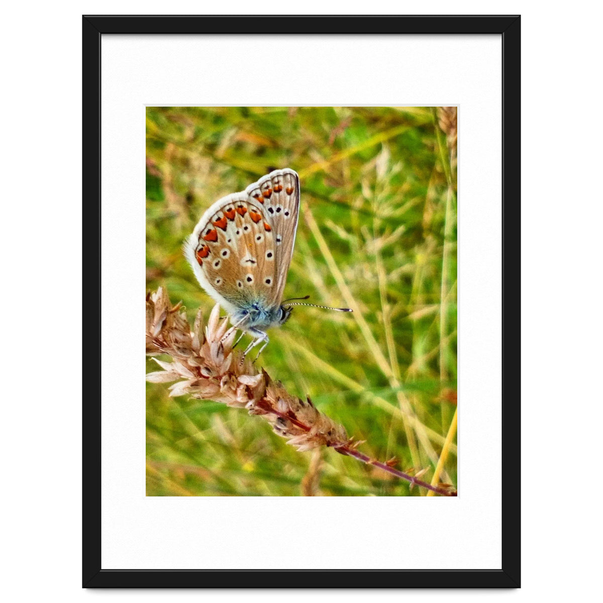 Butterfly in the meadow