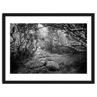 Undergrowth in black and white