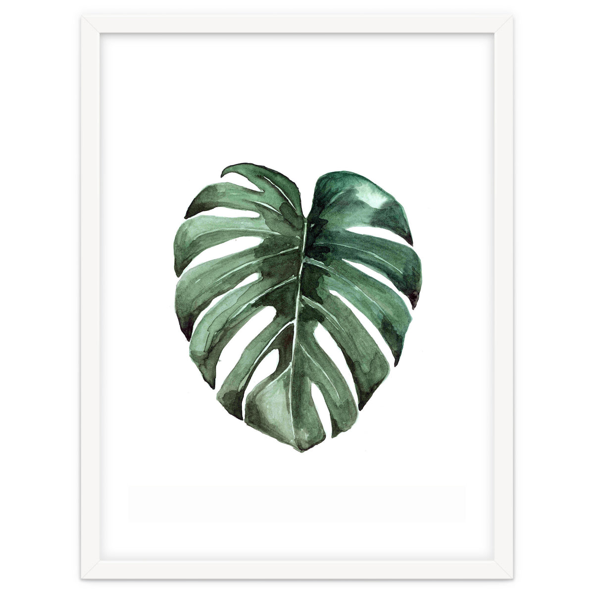 Botanical Illustration Monstera Deliciosa