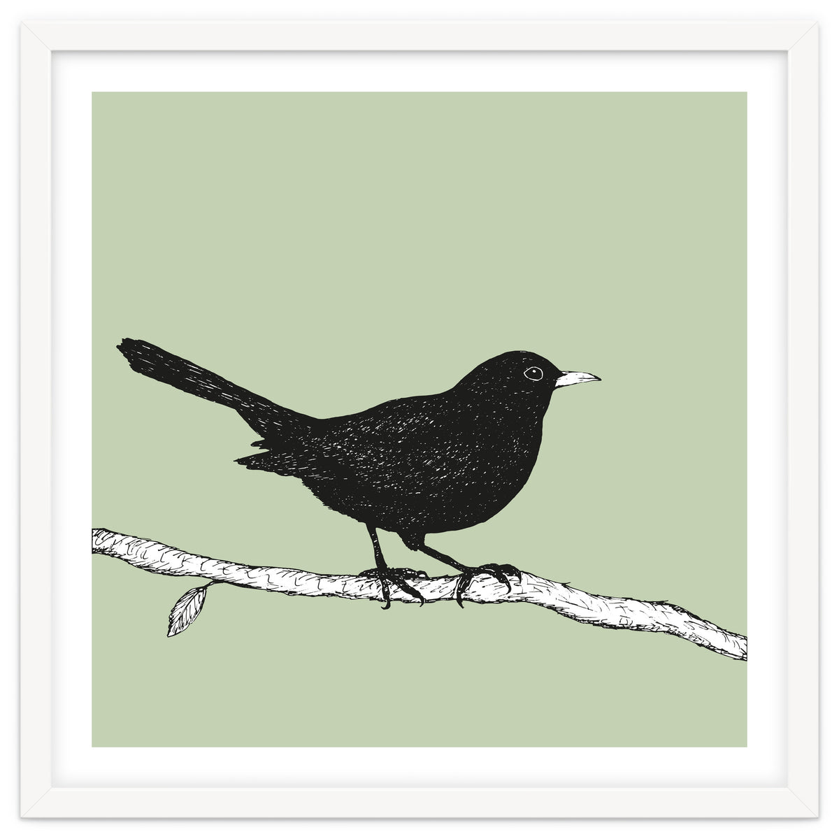 Blackbird pen drawing
