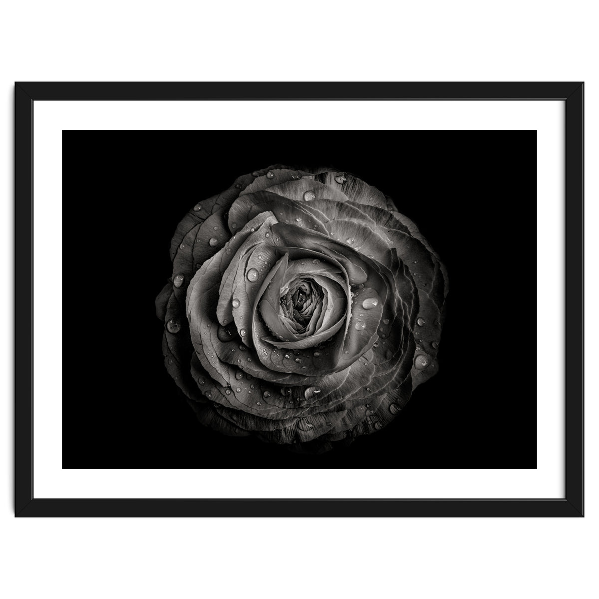 Backyard Flowers In Black And White 72