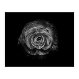 Backyard Flowers In Black And White No 64 (Print Only) thumbnail