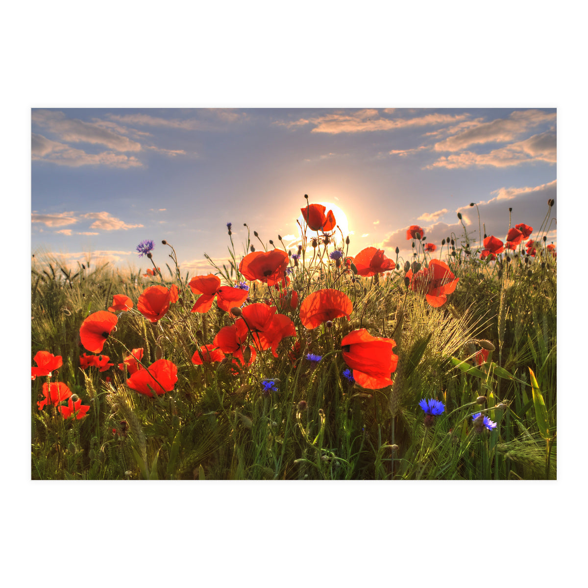 Poppies Light (Print Only)