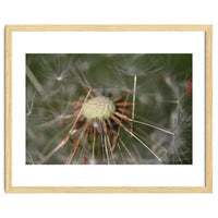 Dandelion Seeds