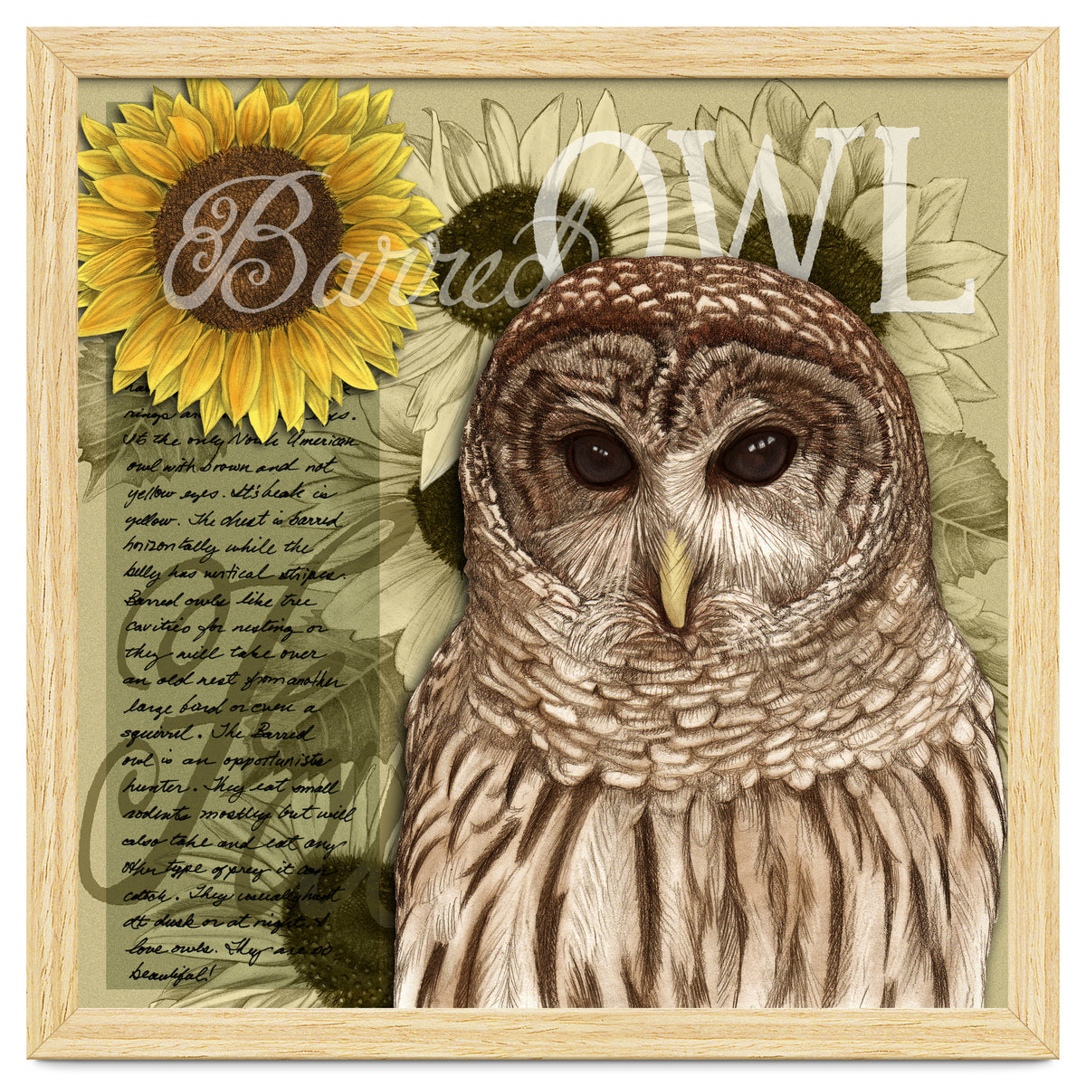 Sunflowers and Barred Owl