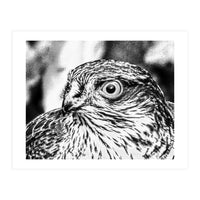 Peregrine  (Print Only)