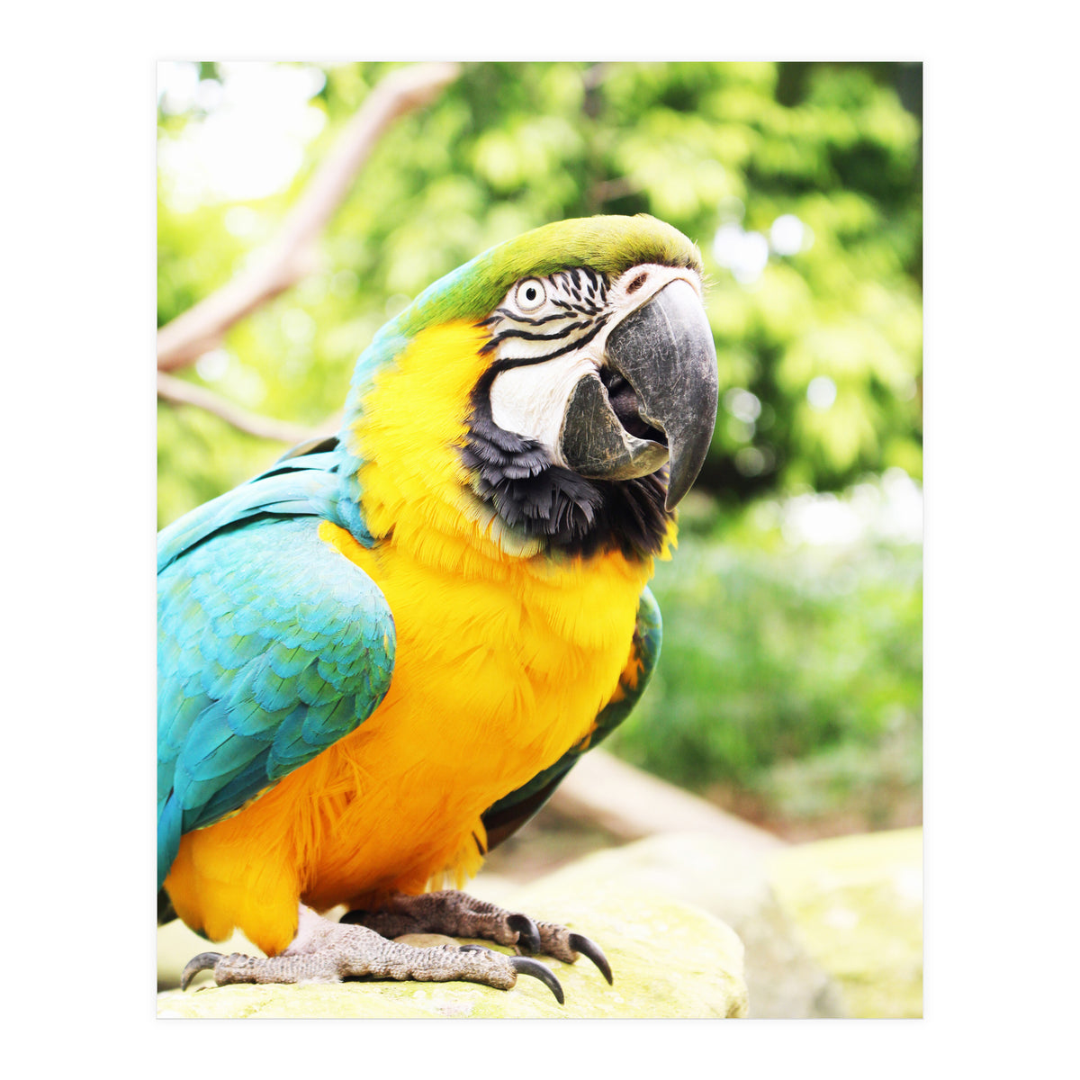 Parrot (Print Only)