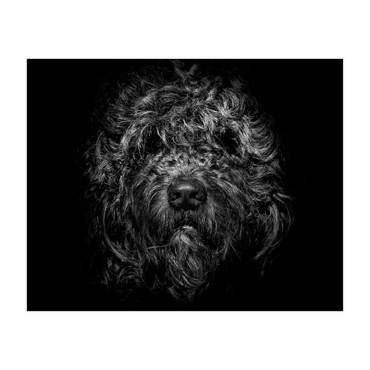 Ziggy Portrait No 1 (Print Only)