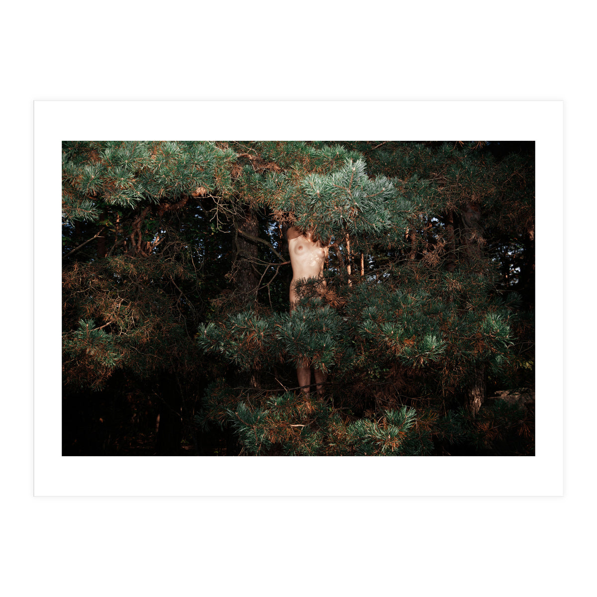 Eyes of the Forest (Print Only)