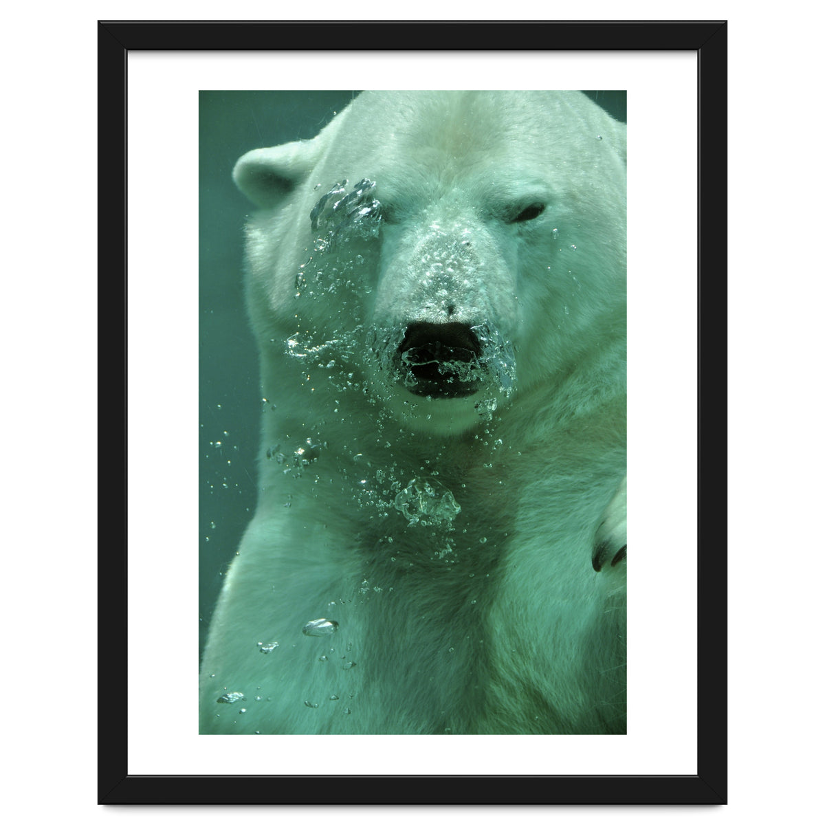 Polar Bear Under Water