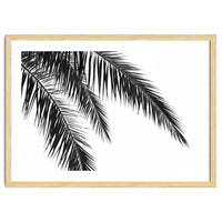 Palm Leaves