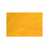 Autumn Leaf  (Print Only) thumbnail
