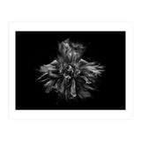 Backyard Flowers In Black And White No 49 (Print Only) thumbnail