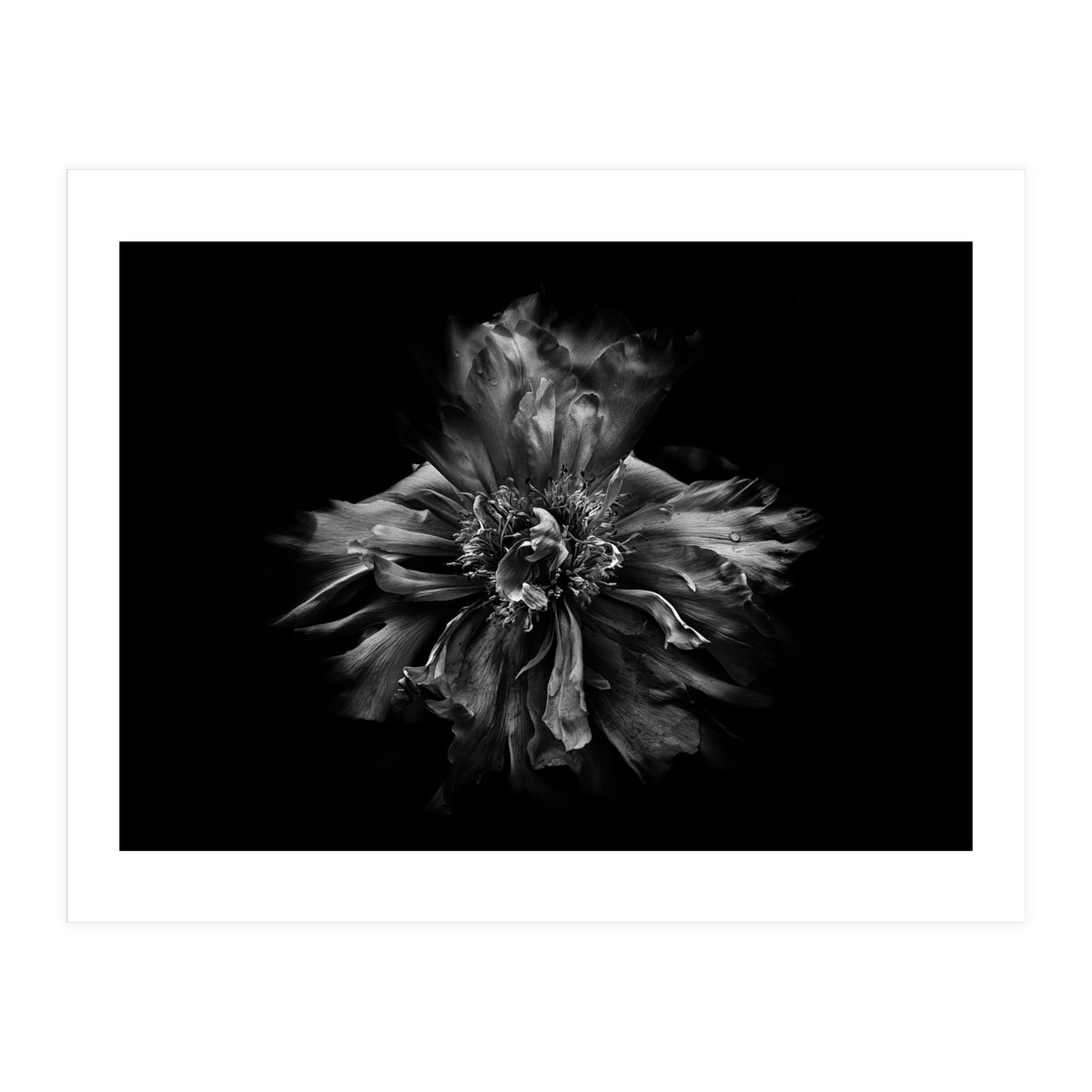 Backyard Flowers In Black And White No 49 (Print Only)