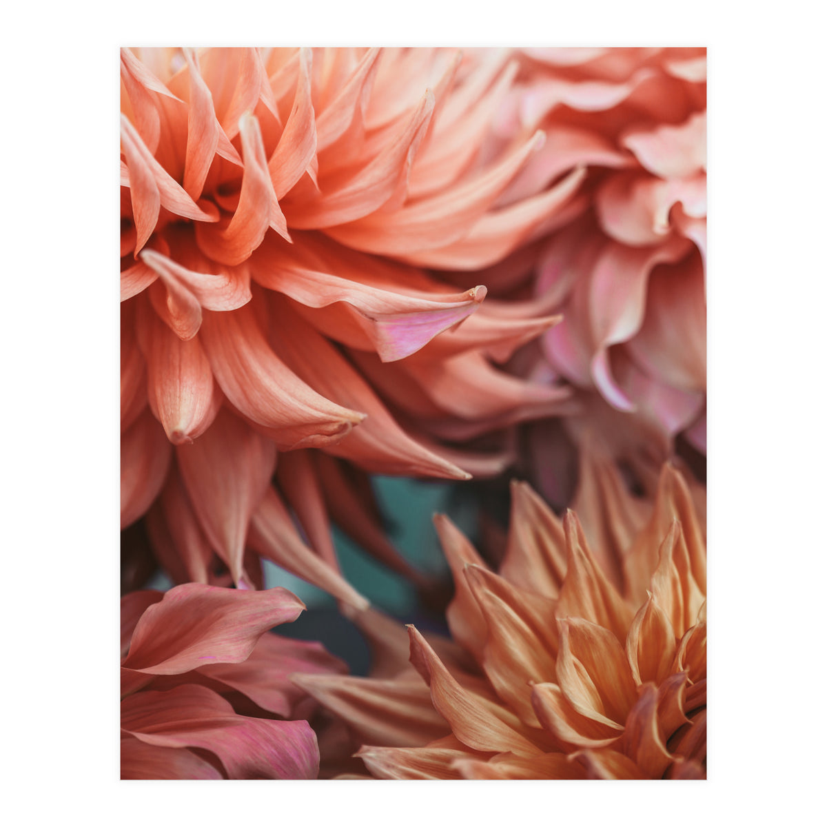 Vintage Dahlia  (Print Only)