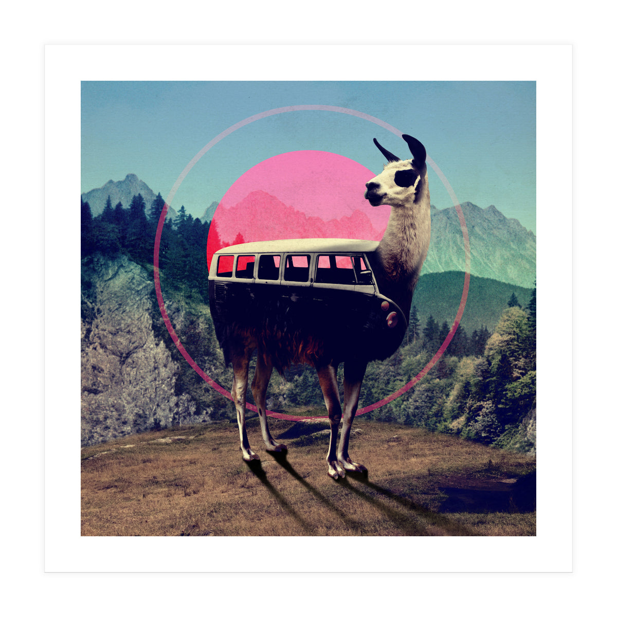 Llama (Print Only)