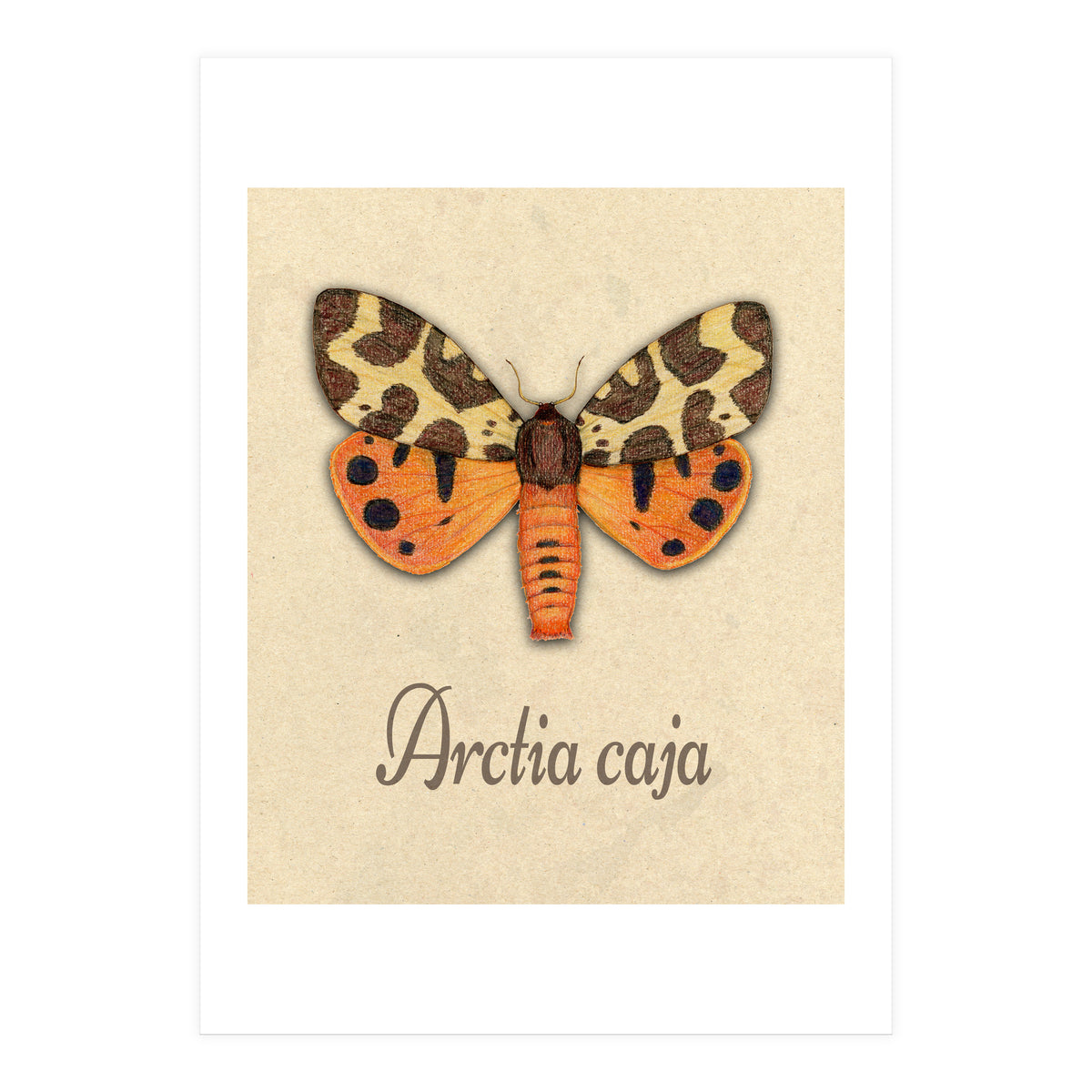 Garden tiger moth illustration (Print Only)