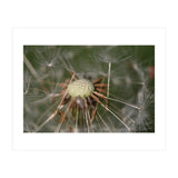 Dandelion Seeds (Print Only) thumbnail