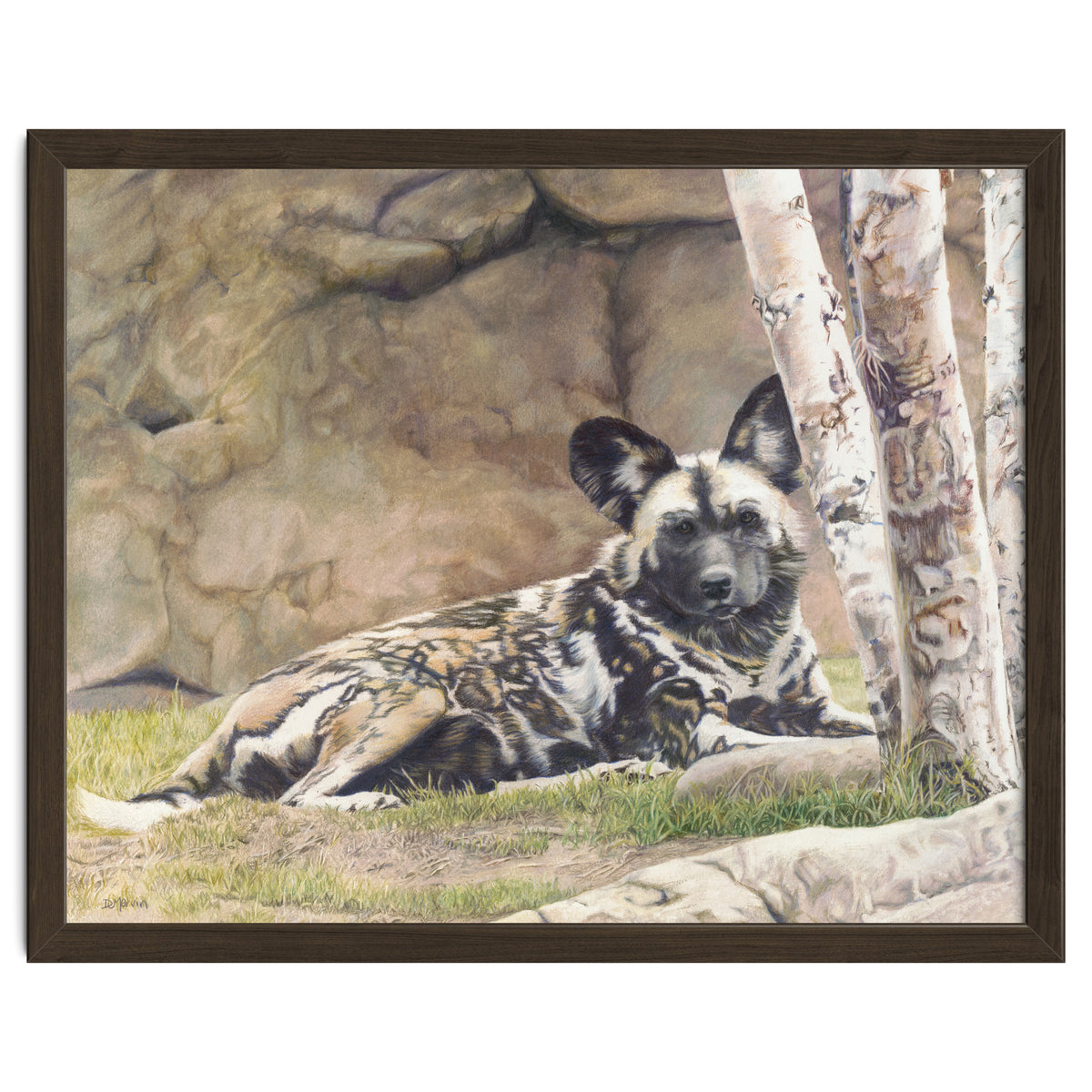 Afican Painted Dog IV - Imara