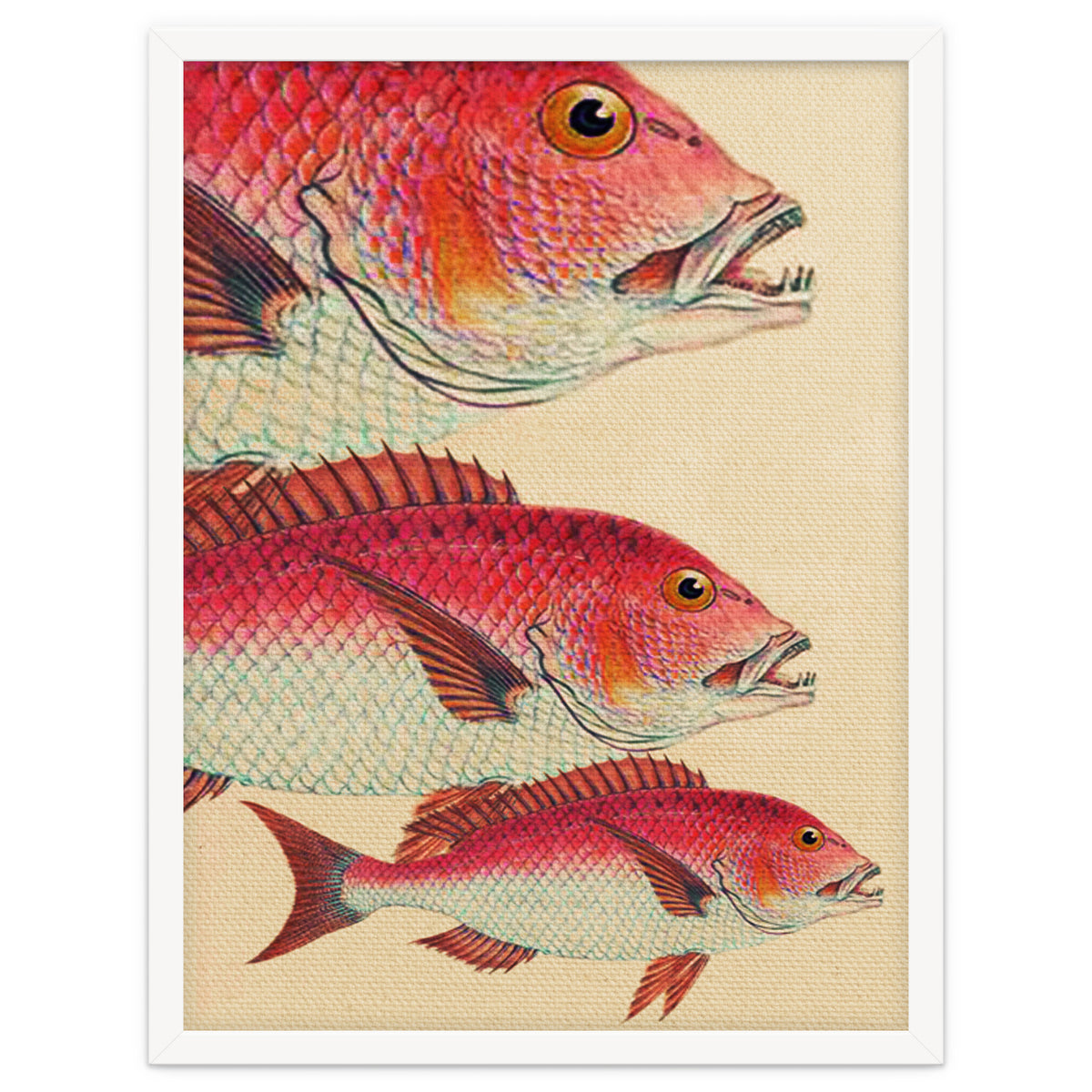 Fish Classic Designs 7