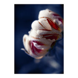 Drops White Flower (Print Only) thumbnail