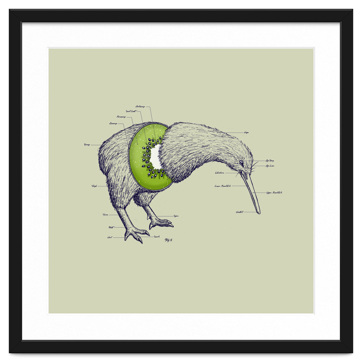 Kiwi Anatomy