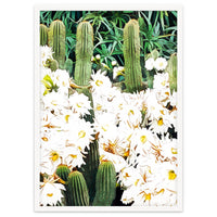 Cactus & Bloom