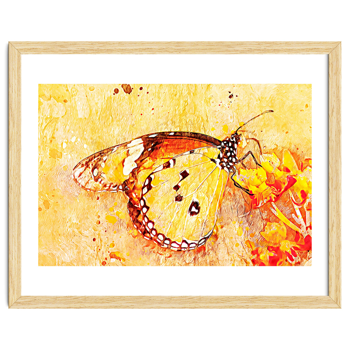 Butterfly On Aclepias