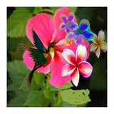 Hummingbird (Print Only) thumbnail