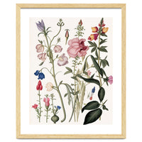 Flowers Botanical Vintage Illustration