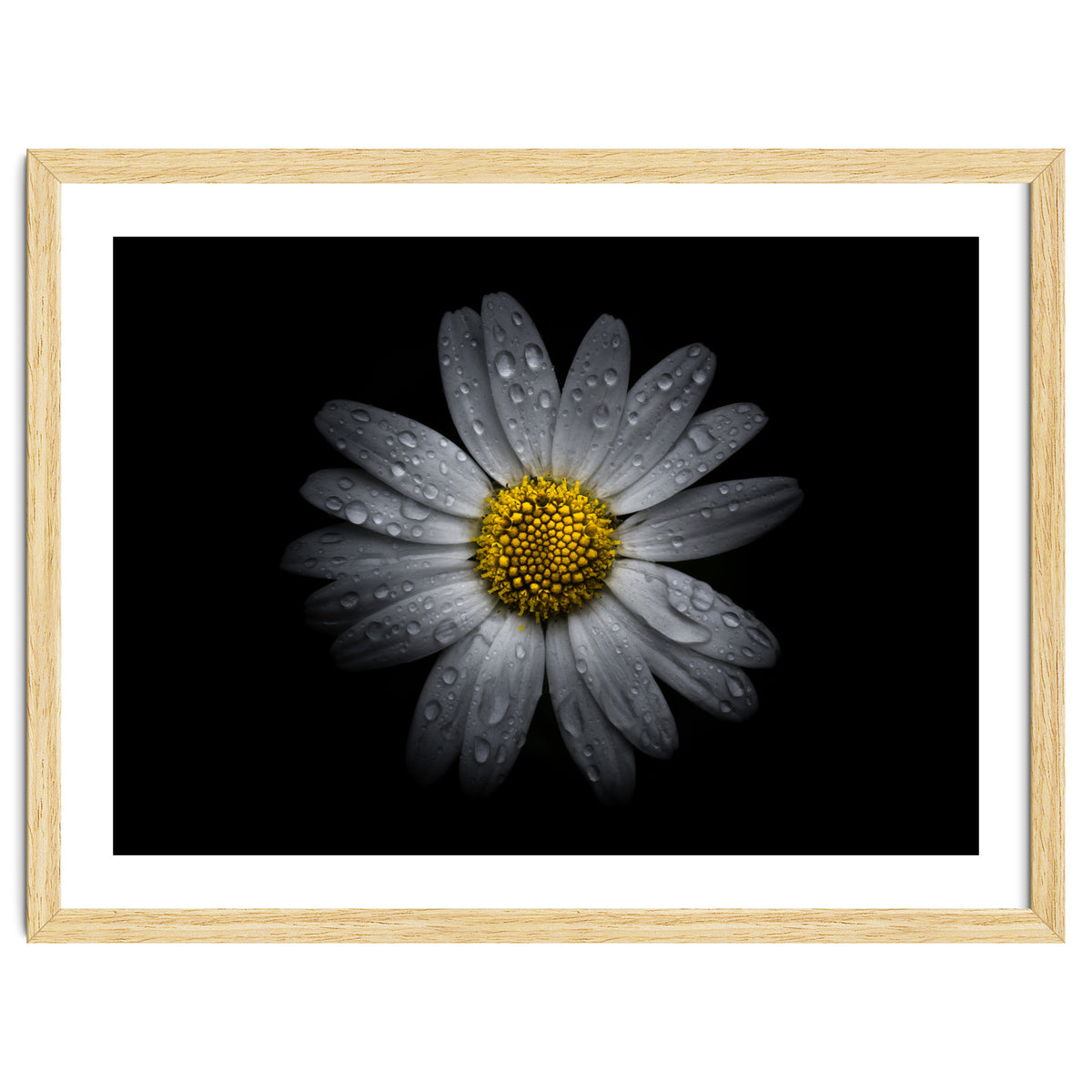 Backyard Flowers No 16 Color Version