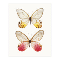 Cc Butterflies 04 (Print Only)