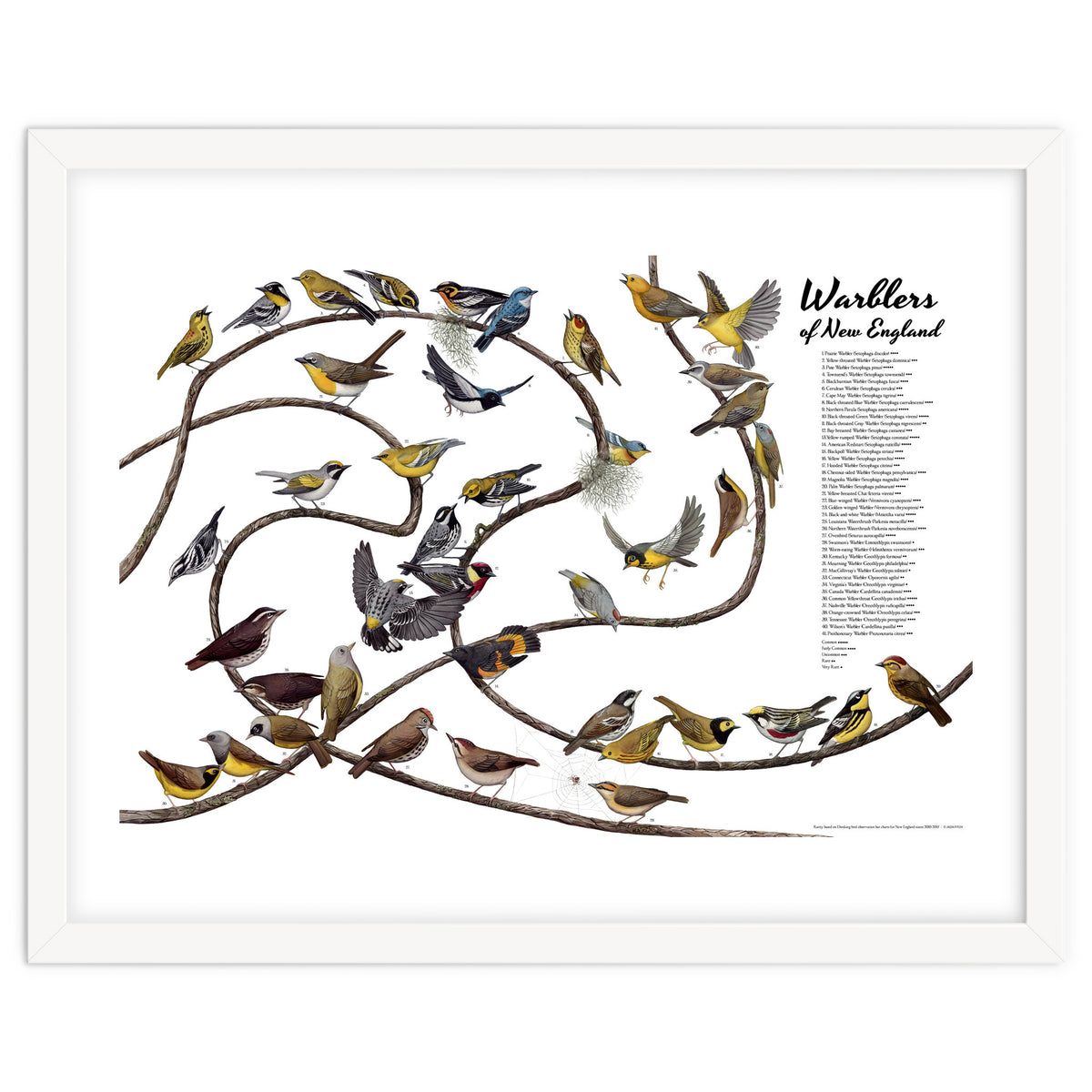 Warblers of New England