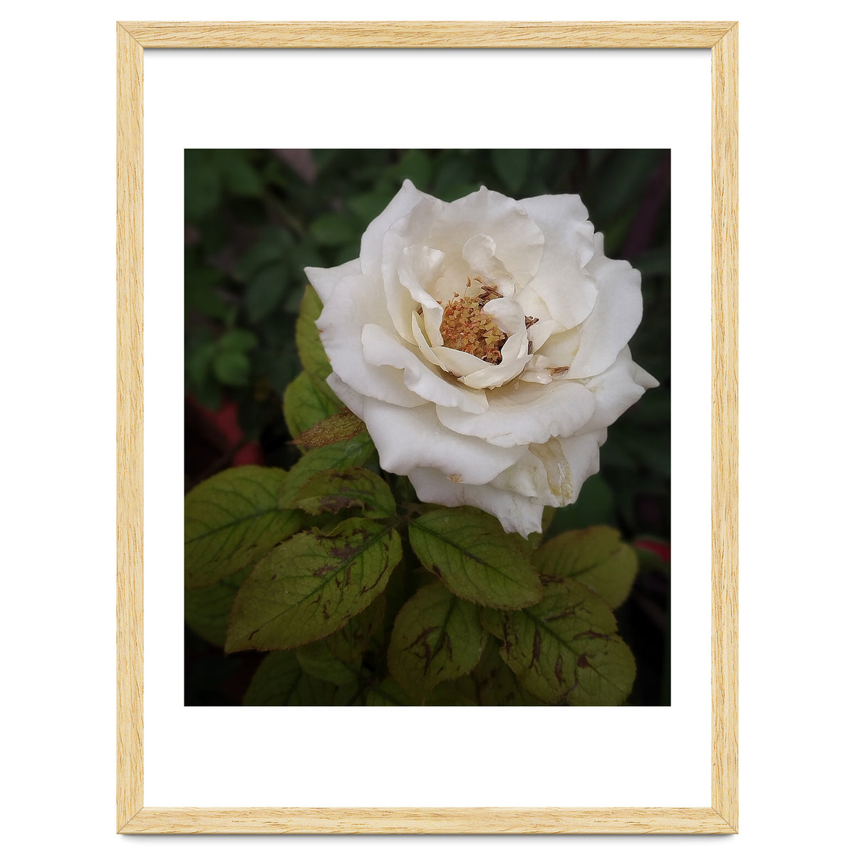 Fabulous White Rose Garden