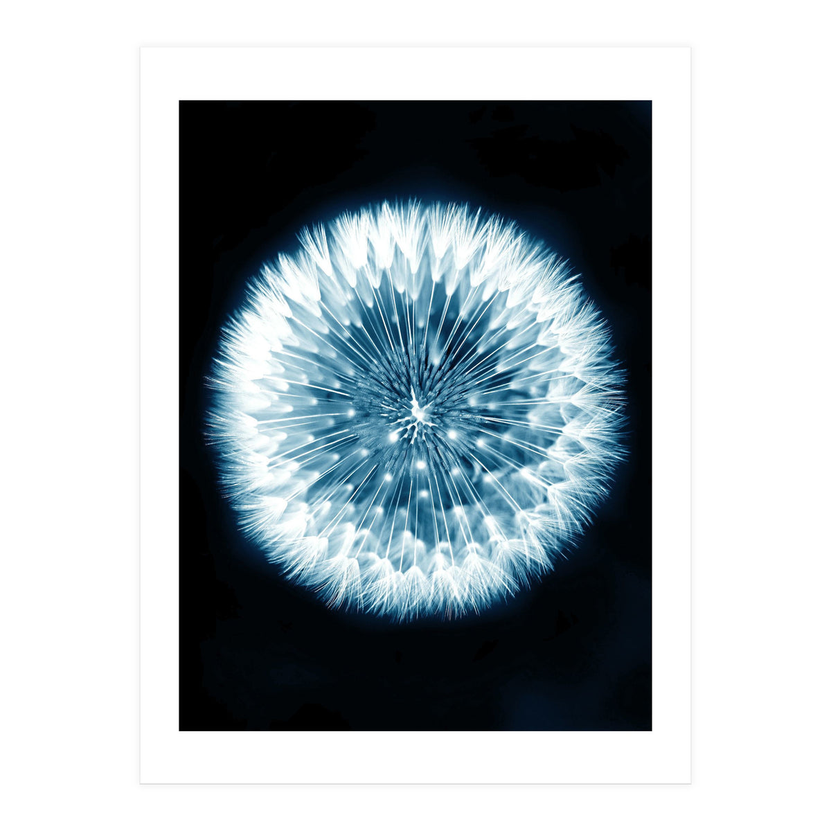 Taraxacum Officinale (Print Only)