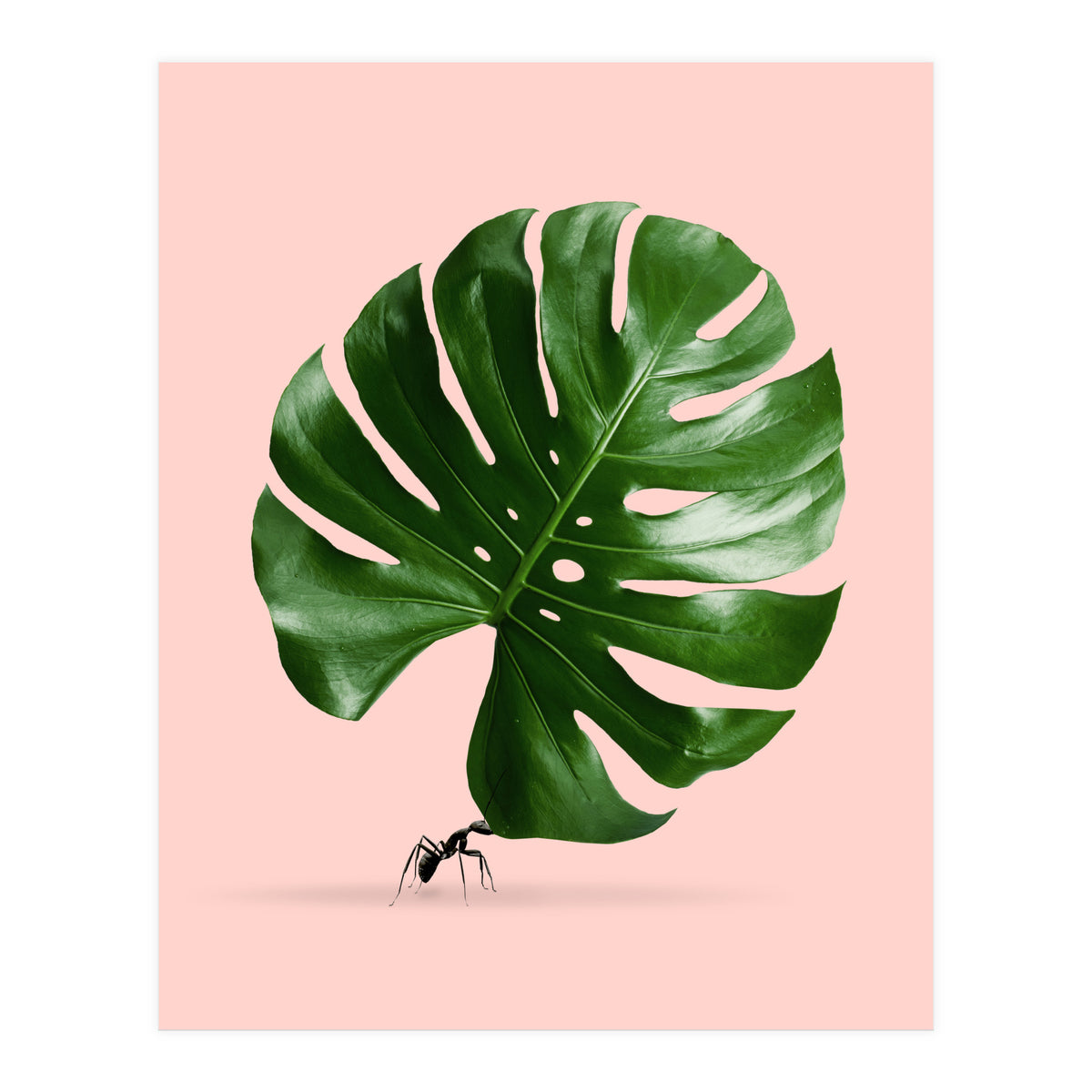 Monstera Ant (Print Only)